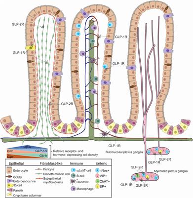 Distinct Identity of GLP-1R, GLP-2R, and GIPR Expressing Cells and Signaling Circuits Within the Gastrointestinal Tract